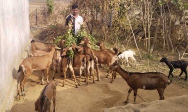 बकरी पालन को व्यवसाय बनाकर अनिल प्रति माह दस हजार से ज्यादा कमा रहे हैं 
