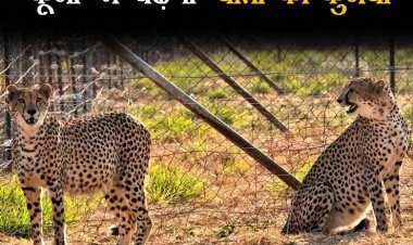 देश के वन्य-जीव संरक्षण के इतिहास में जुडेगा नया अध्याय, 18 फरवरी को कूनो में 12 और चीतों को छोड़ेंगे मुख्यमंत्री