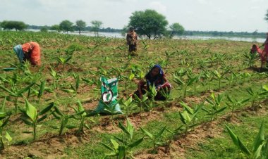 मसालों की खेती में छत्तीसगढ़ की बन रही देश में नई पहचान