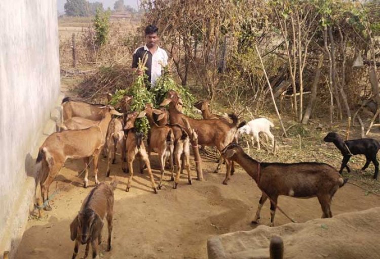 बकरी पालन को व्यवसाय बनाकर अनिल प्रति माह दस हजार से ज्यादा कमा रहे हैं