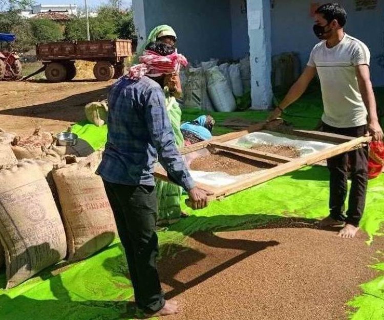 मिलेट्स फसलों को बढ़ावा देने समर्थन मूल्य पर की जा रही इनकी खरीदी