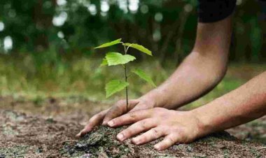 लाड़ली बहना योजना के शुभारंभ पर नगरीय निकायों में लगेंगे 23,360 पौधे