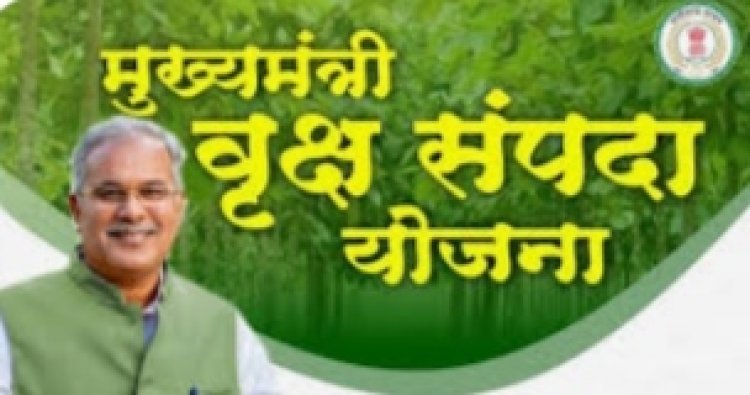 विश्व वानिकी दिवस पर मुख्यमंत्री वृक्ष सम्पदा योजना का शुभारंभ करेंगे CM बघेल