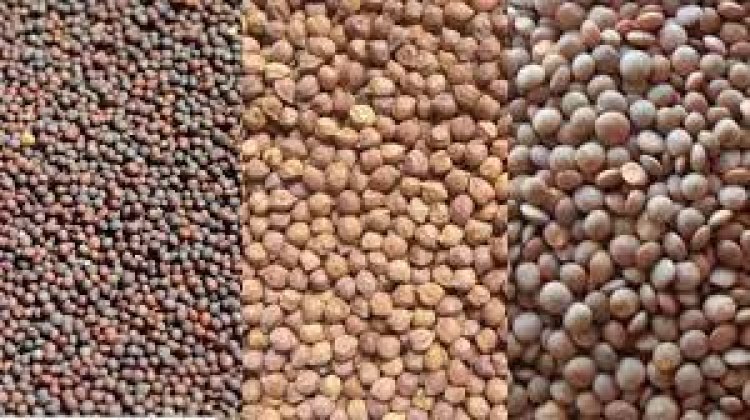 चना, मसूर, राई एवं सरसों का उपार्जन 25 मार्च से