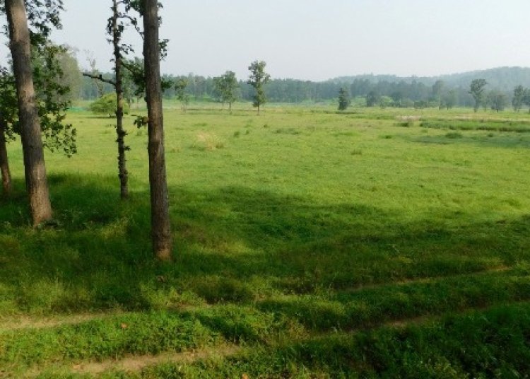नरवा विकास: वनांचल के लगभग 5 हजार हेक्टेयर भूमि में हो रहा चारागाह विकास