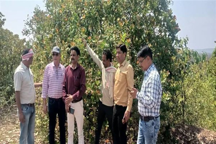 उद्यानिकी कमिश्नर ने जनजातीय क्षेत्र में हाइटेक करेला खेती का किया निरीक्षण