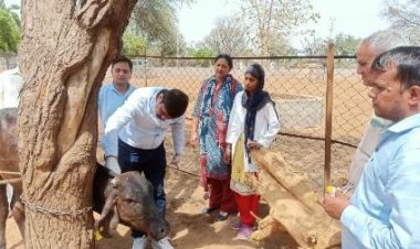 इस वर्ष राज्य में लम्पी रोग की कोई पुष्टि नहीं : निदेशक, पशुपालन