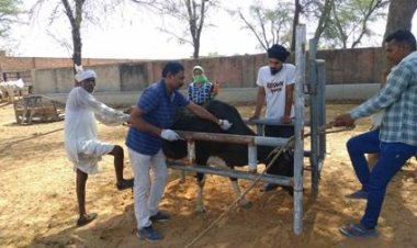 प्रदेश में लम्पी रोग के लिए टीकाकरण अभियान की शुरुआत, 1 करोड़ 39 लाख गौवंशीय पशुओं का होगा टीकाकरण