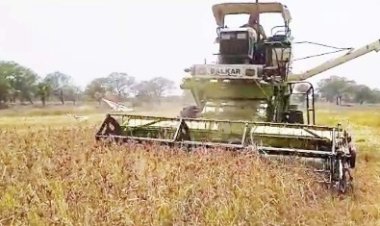 महासमुंद में पहली बार कुपोषण को दूर करने रागी फसल