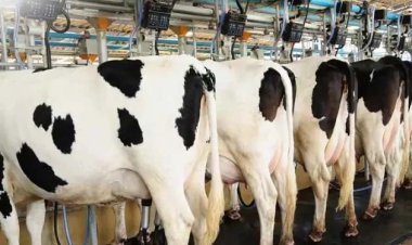 पशुपालन पशुमित्र योजना के तहत 5000 बेरोजगार युवाओं को मिलेगा रोजगार