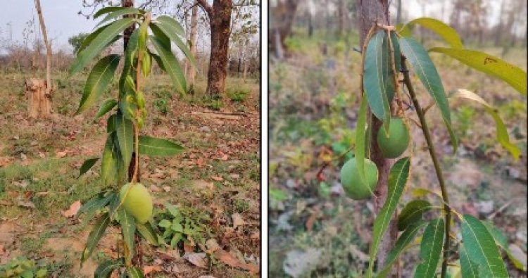 फलदार पौधों से लहलहाया ’समक्का-सारक्का कुंज’