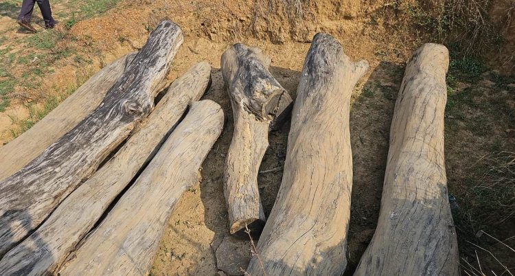 वन विभाग: अवैध कोयला भट्टा के संचालन पर कार्रवाई