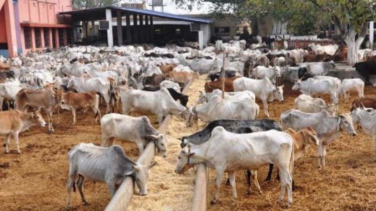 गौ-सदन को फिर शुरू करेगी शिवराज सरकार, शुरू होंगे 10 गोवंश वन्य विहार