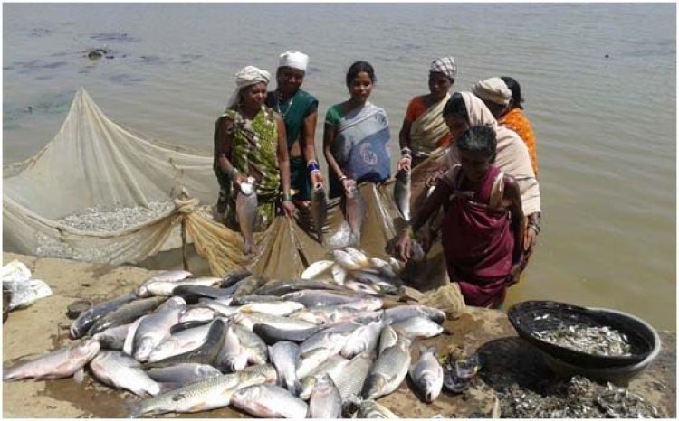 20 हजार किसानों को उपलब्ध होगा निःशुल्क मछली का बीज