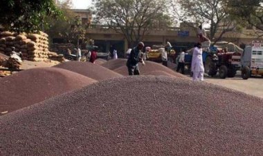 सरसों की एमएसपी पर खरीद 10 दिवस बढ़ी, अब 24 जुलाई तक होगी खरीद