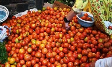आसमान छू रही टमाटर की कीमतें, 54 शहरों में टमाटर के दाम 150 के पार
