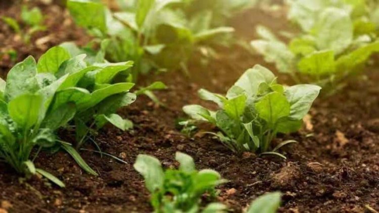 राज्य में जैविक खेती की ओर किसानों का बढ़ा रूझान