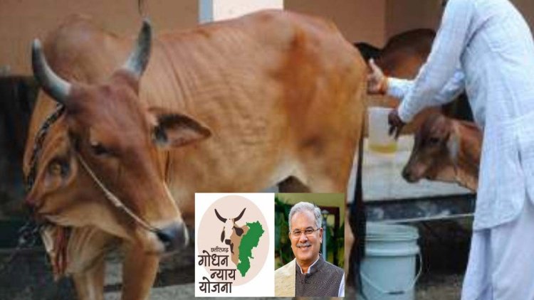 गौठानों में सवा 8 लाख रुपये का गौमूत्र क्रय