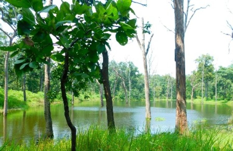 वनांचल के लगभग 5 हजार हेक्टेयर भूमि में हो रहा चारागाह विकास