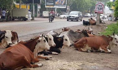 304 नवीन पशु चिकित्सा उपकेन्द्र स्थापित नव गठित जिलों में 204 नवीन पदों का सृजन: पशुपालन मंत्री