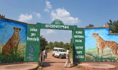 मध्यप्रदेश को प्रकृति से मिला है सभी राज्यों से अधिक वन सम्पदा का वरदान
