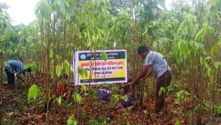 सेमियालाता के पौधे में लाख उत्पादन कर किसान हो रहे हैं समृद्ध