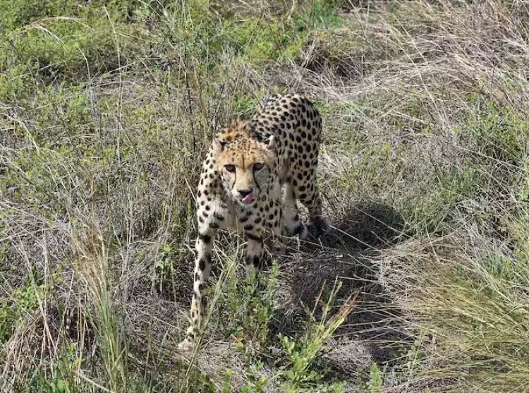 कूनो में एक और मादा चीता ने तोड़ा दम, अब तक 9 की गई जान