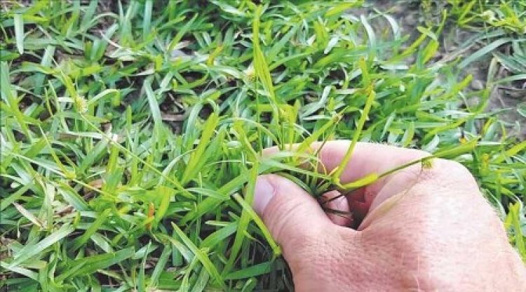 हर साल बढ़ रहे खरपतवार व कीटनाशक के दाम,उपज का भाव वैसा नहीं