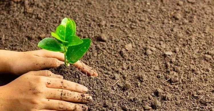 प्रदेश व्यापी पौध-रोपण महा अभियान 13 से 15 अगस्त तक