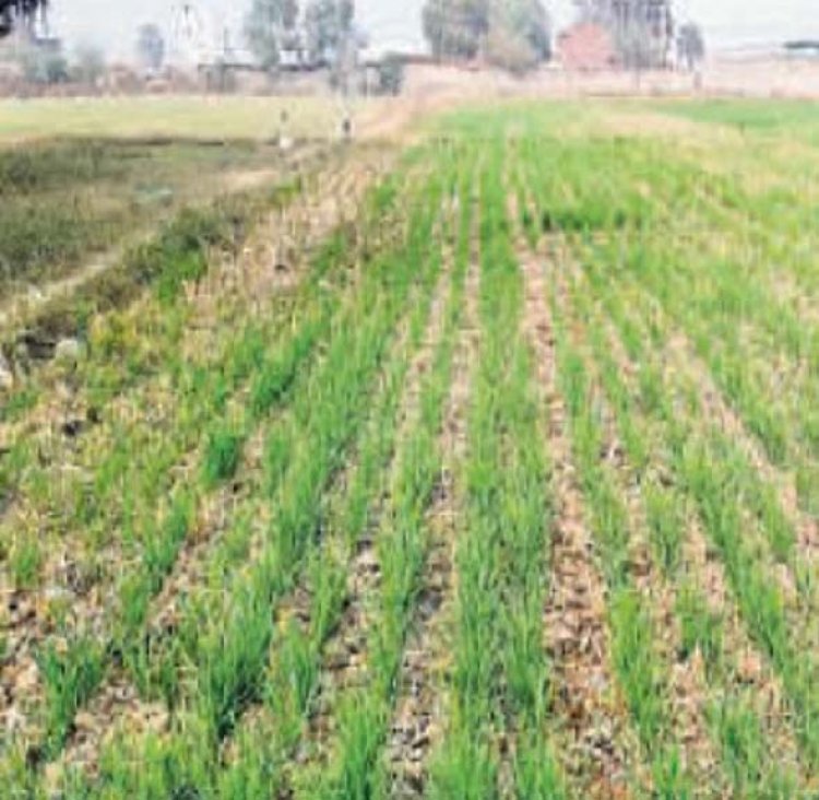 कृषि विभाग द्वारा संचालित विभिन्न कृषि केंद्रों का किया जा रहा है निरीक्षण