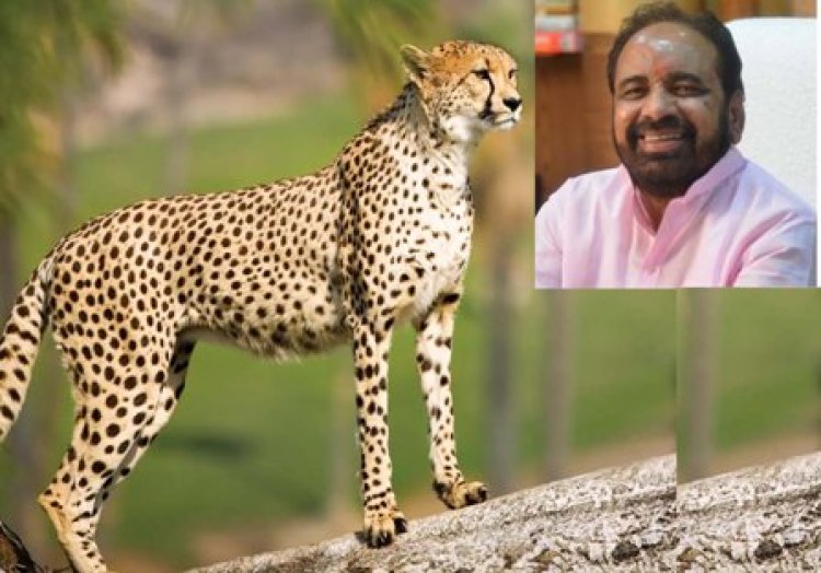 रहली तहसील का नौरादेही चीतों की पुनर्स्थापना के लिये उपयुक्त, केन्द्रीय एजेंसी ने दी सहमति