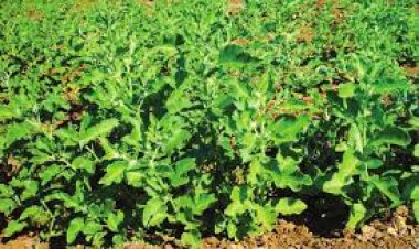 अश्वगंधा की खेती में फायदा ही फायदा, जानिए कैसे करे ?