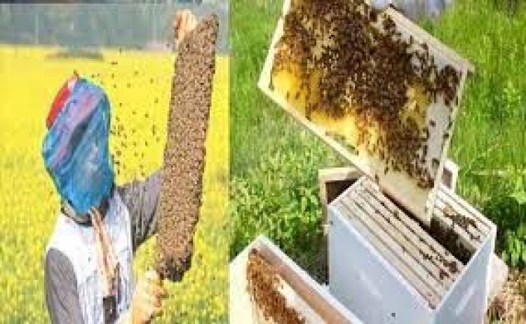 मधुमक्खी और रेशम कीट पालकों को मिलेगा बिना ब्याज का ऋण