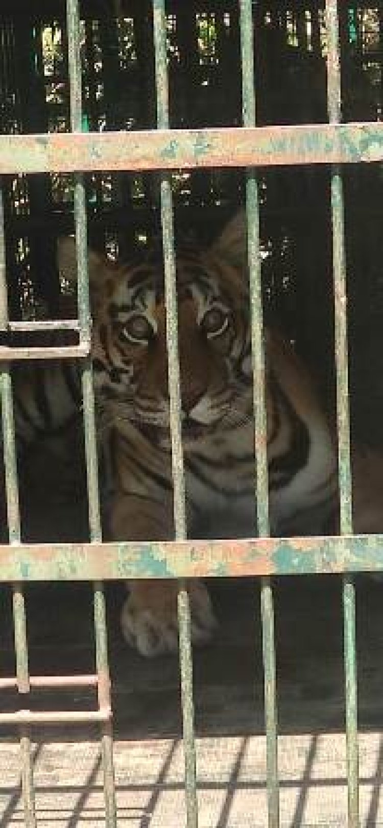 कान्हा टाईगर रिजर्व टीम ने किया बाघिन का रेस्क्यू