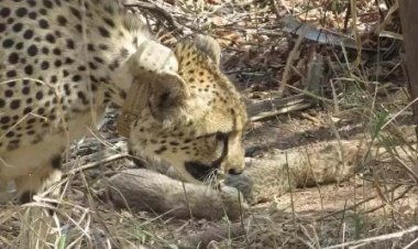 कूनो में मादा चीता गामिनी ने पांच शावकों को दिया जन्म, बढ़ा चीतों का कुनबा