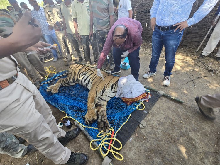 कान्हा टाईगर रिजर्व के सिझौरा क्षेत्र में किया गया बाघ का रेस्क्यू