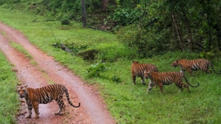 नौरादेही अभ्यारण्य में नए बाघ लाने की तैयारी