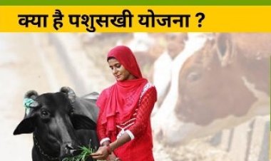 पशुपालन विभाग की ए-हेल्प योजना का सोमवार को होगा शुभारम्भ