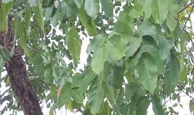 शुगर रोगियों के लिए वरदान है विजयसार (बीजा) की लकड़ी, कई अन्य रोगों में भी कारगर, जानिए कैसे करें उपयोग