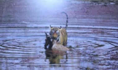 मध्यप्रदेश, अप्रतिम सौन्दर्य से बना फिल्म पर्यटन और शूटिंग का हब