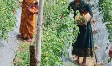 टमाटर उत्पादन में देश में नंबर-1 है मध्यप्रदेश