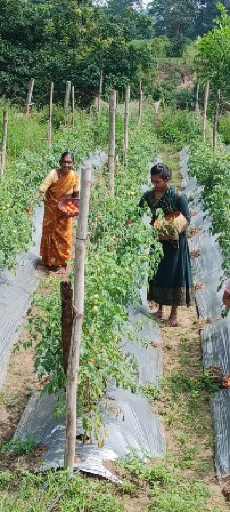 टमाटर उत्पादन में देश में नंबर-1 है मध्यप्रदेश