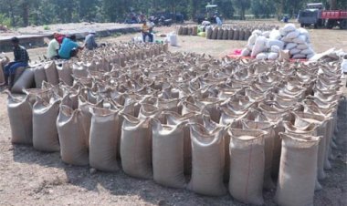 अभी तक गत वर्ष की तुलना में 1 लाख 29 हजार मीट्रिक टन से अधिक हुई धान की खरीदी