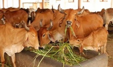 भोपाल में बनाई जाएगी अत्याधुनिक गौशाला