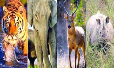 वन्य-जीवों को करंट से बचाने के संबंध में राष्ट्रीय स्तर का मंथन