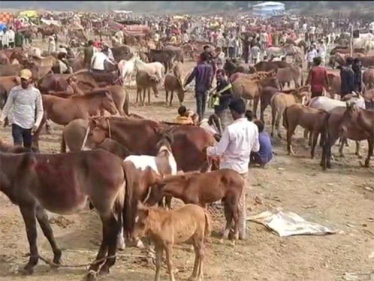 चित्रकूट में लगा गधों का मेला, नीलाम होंगे शाहरुख-सलमान कटरीना और करीना