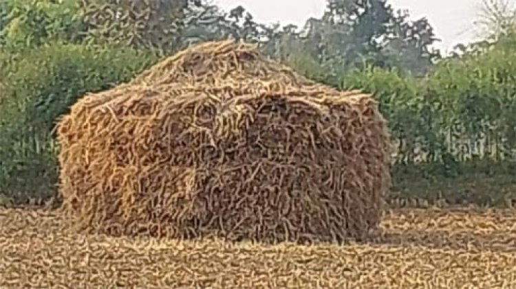 पराली में मौजूद फायबर पशुओं को अत्यंत प्रिय