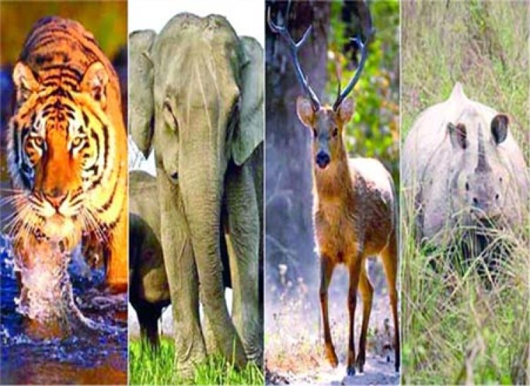 वन्य-जीवों को करंट से बचाने के संबंध में राष्ट्रीय स्तर का मंथन