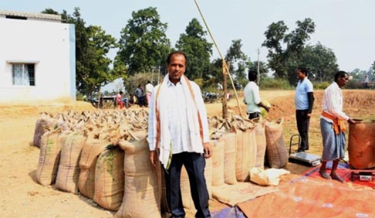  राज्य में 14,54,451 क्विंटल धान की हो चुकी है खरीदी