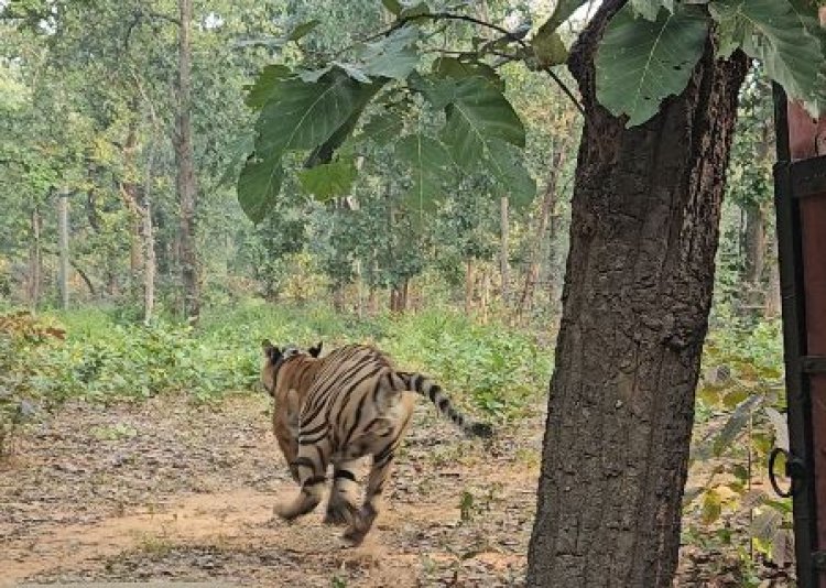 तमोर पिंगला टायगर रिजर्व में गूंजेगी रेस्क्यू किए गए बाघ की दहाड़